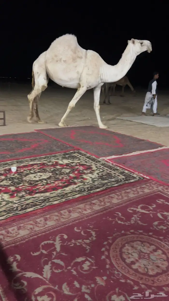 ضريبه عفرا 1