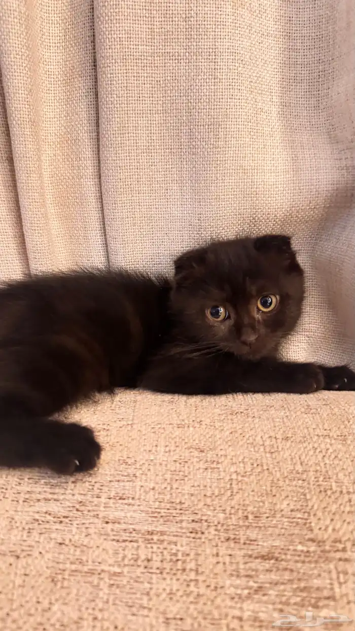 قطط سكوتش العمر شهرين 2