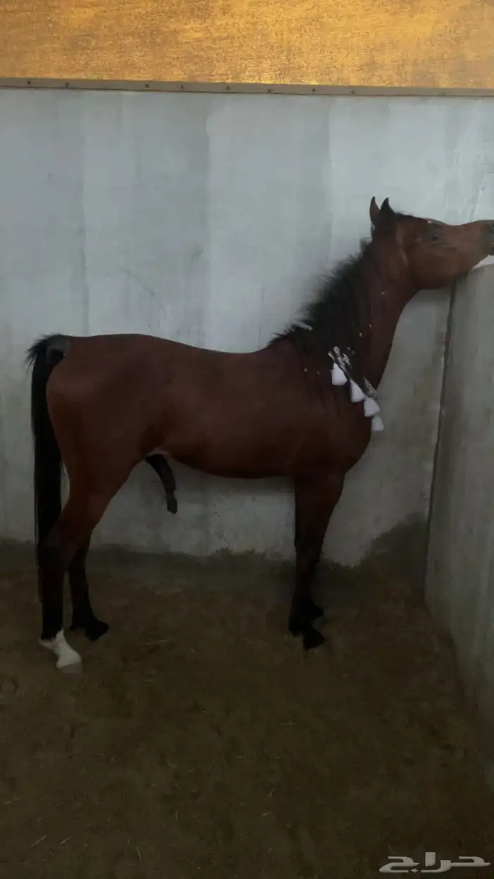 حصان واهو كوميت  منوة الجاني 4