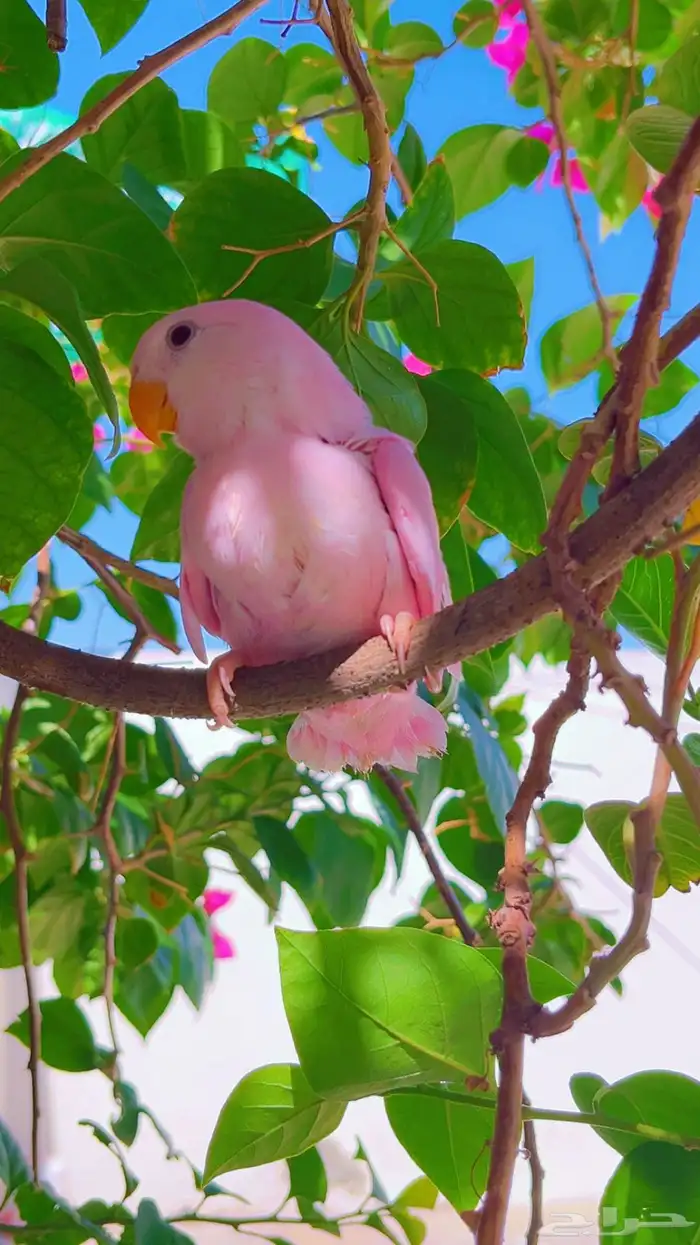 روز وردي اليف 0