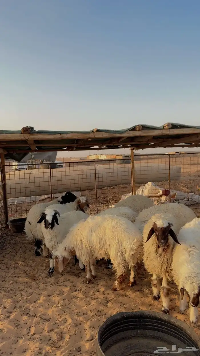 ذبائح نعيم حري هجين نجد ساكني تابي وتمارا( بريدة) 1