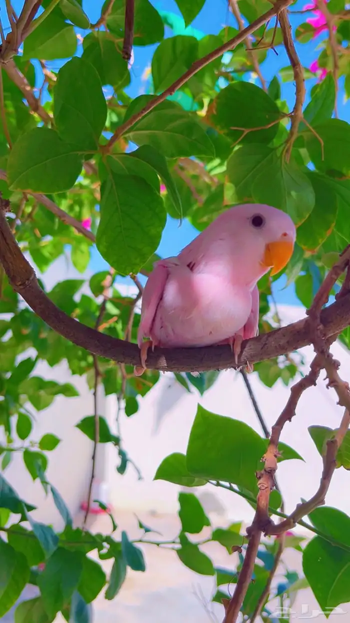 روز وردي اليف 2