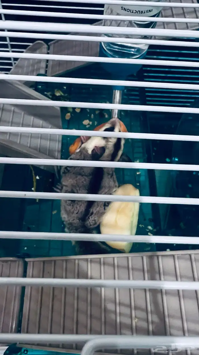 سنجاب طائر الرياض حي النفل 0