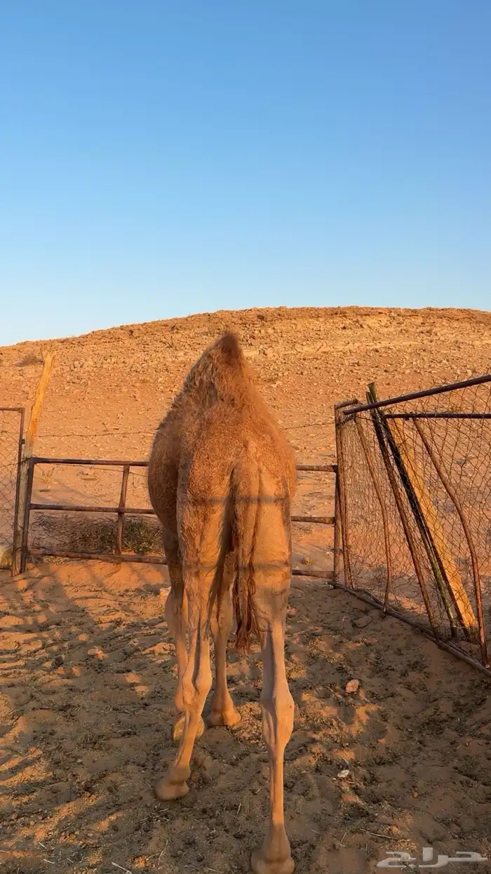 للبيع القعود السمين عمره 8 شهرر السوم 4650 والبيع قريب 1