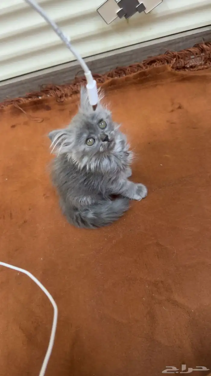 قط شيرازي للبيع 3