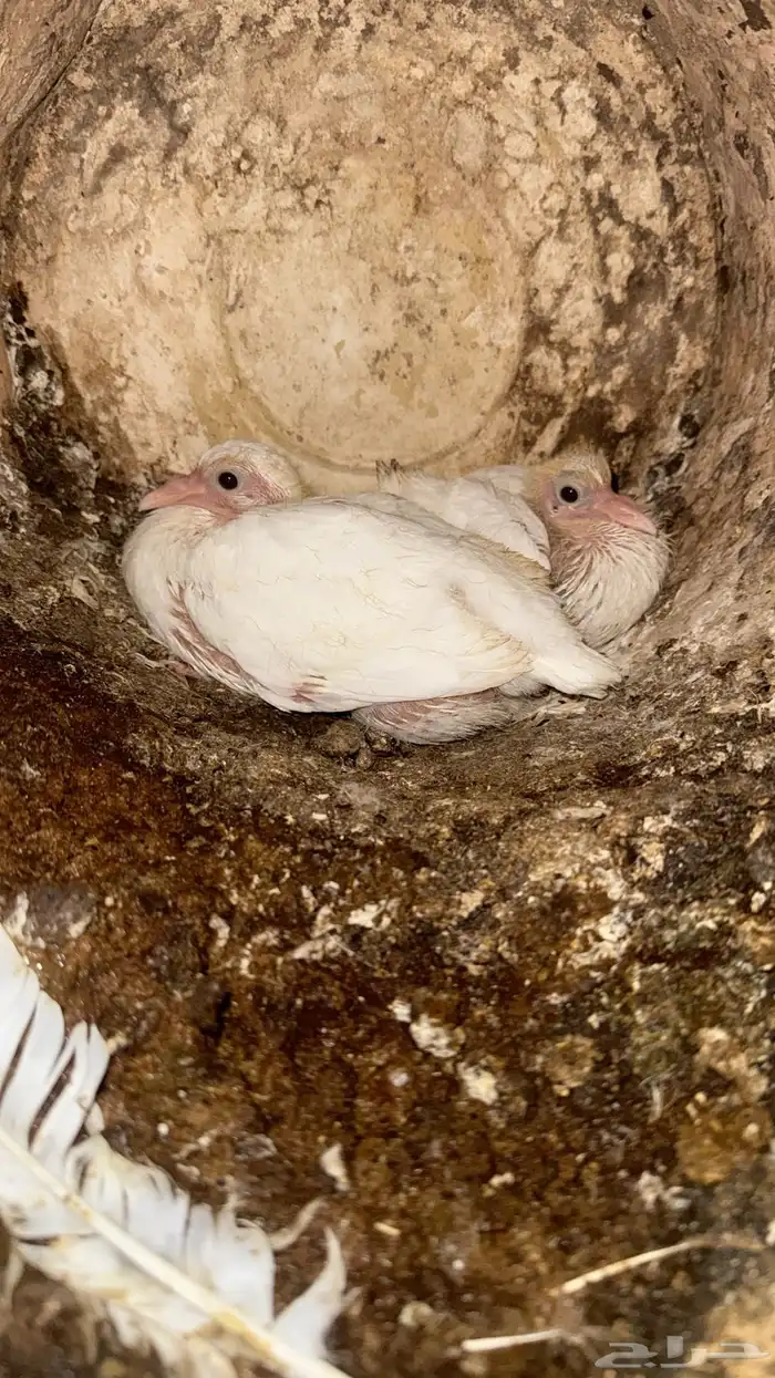 زعاليل فرنسي طيبه 4