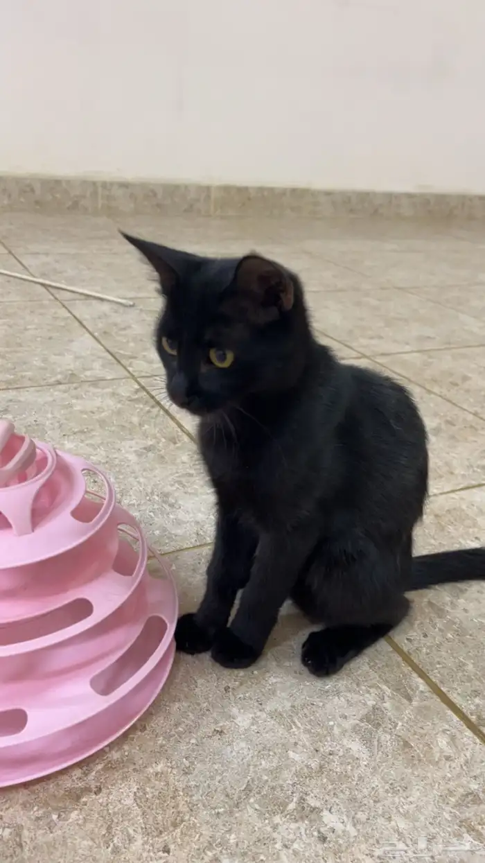 قطط للتبني 7