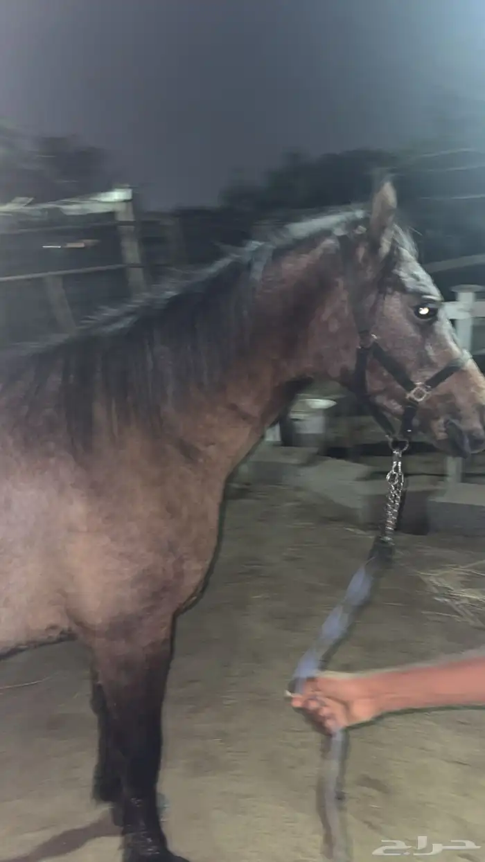 بوني سليم شرط العمر 3 سنوات هادي 6