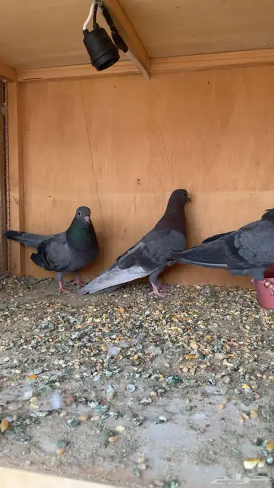 طيور حمام صنعاني أصوات و احجام index