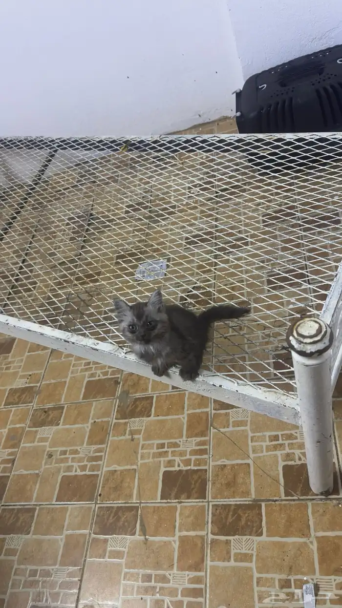 قطط شيرازي 0