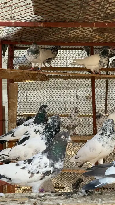 حمام باكستاني طيار index