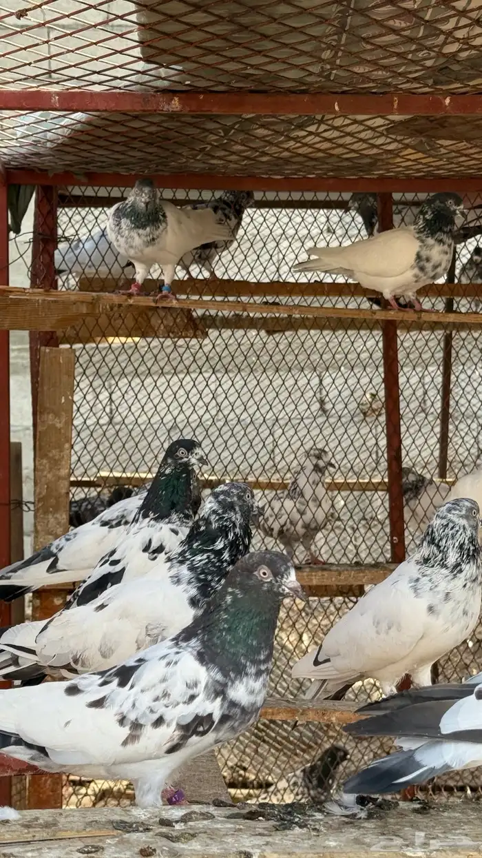 حمام باكستاني طيار 2