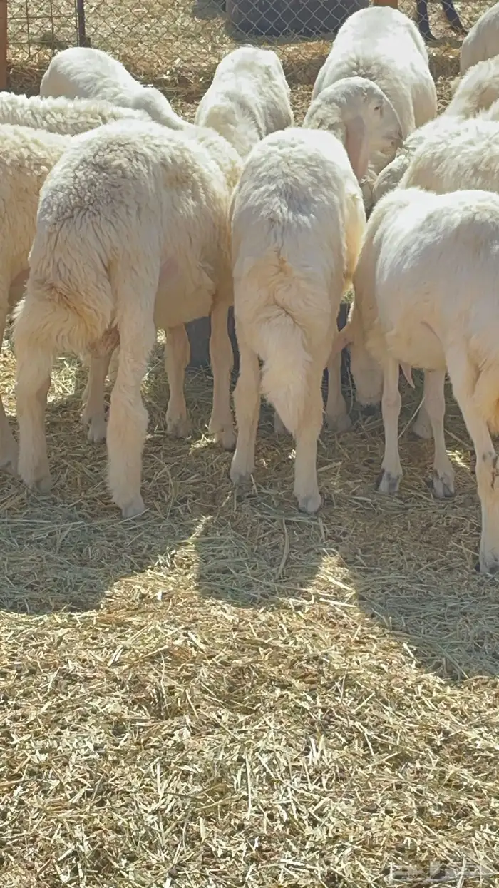 طليان ذبايح حريات 9