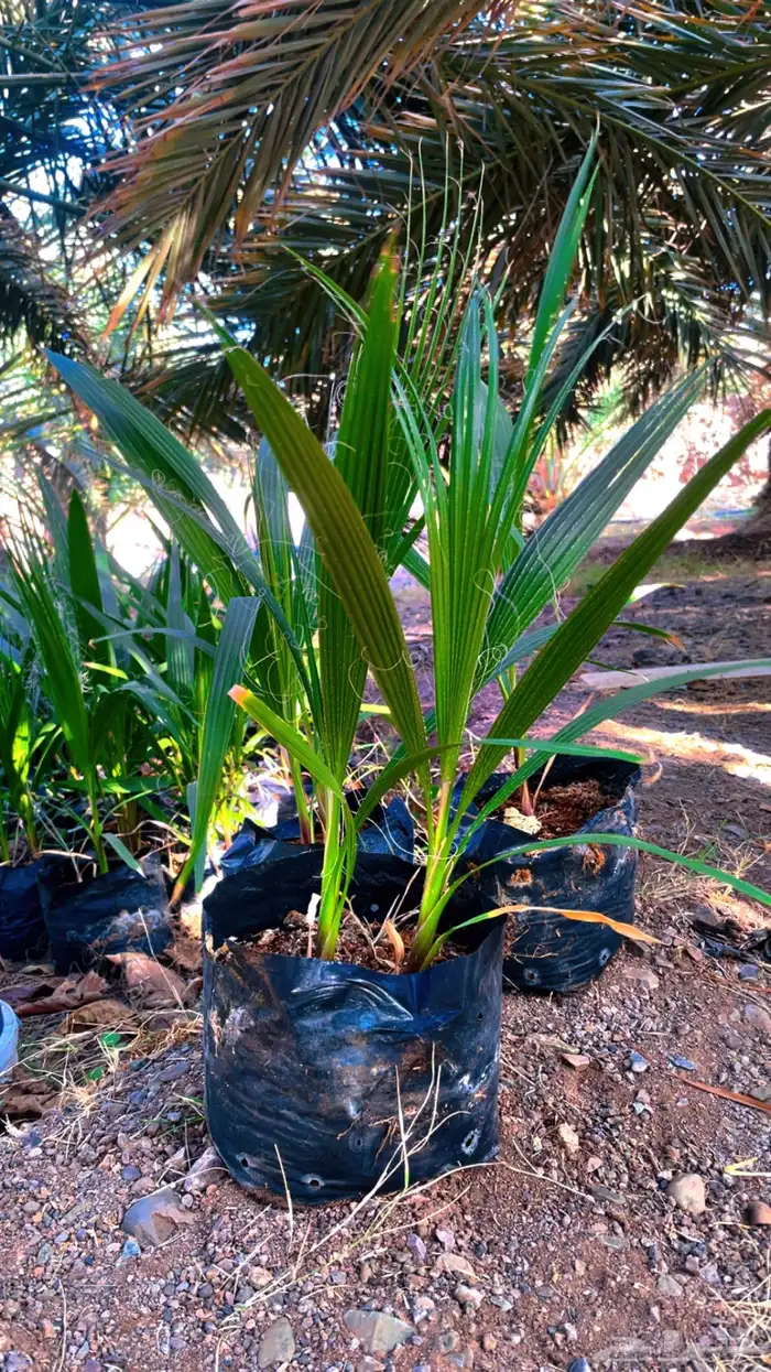 نخل زينه واشنطني 5