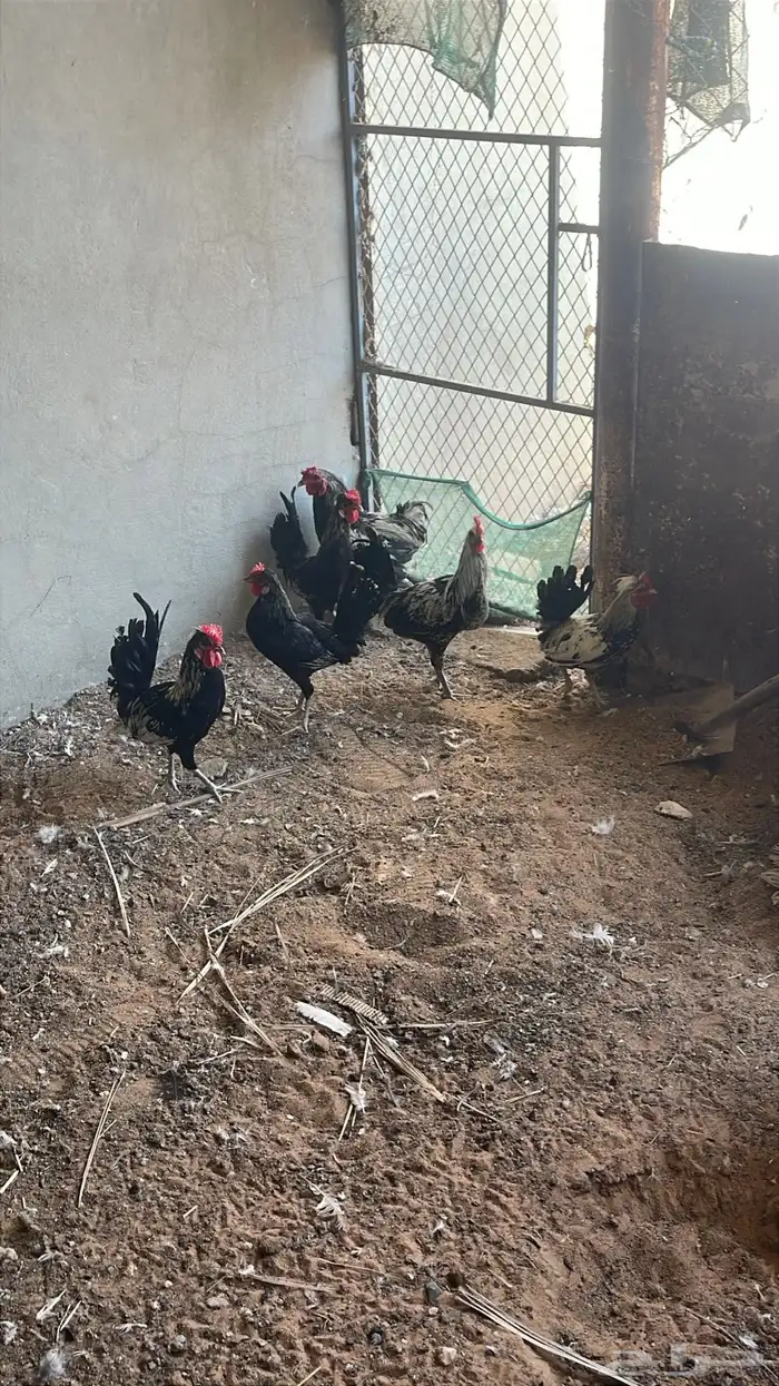 ديوك العدد 6 العمر تقريبن 5 او 6 شهور البيع سمح 2