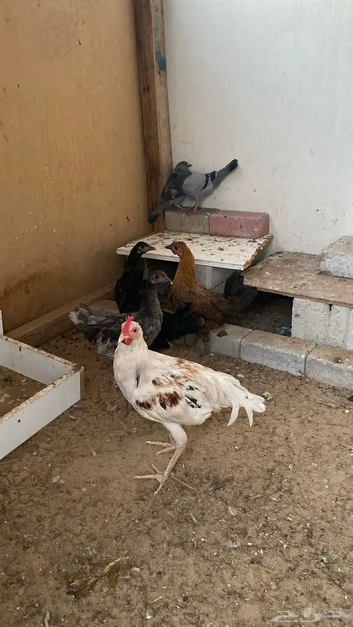دجاج وديك للبيع 7
