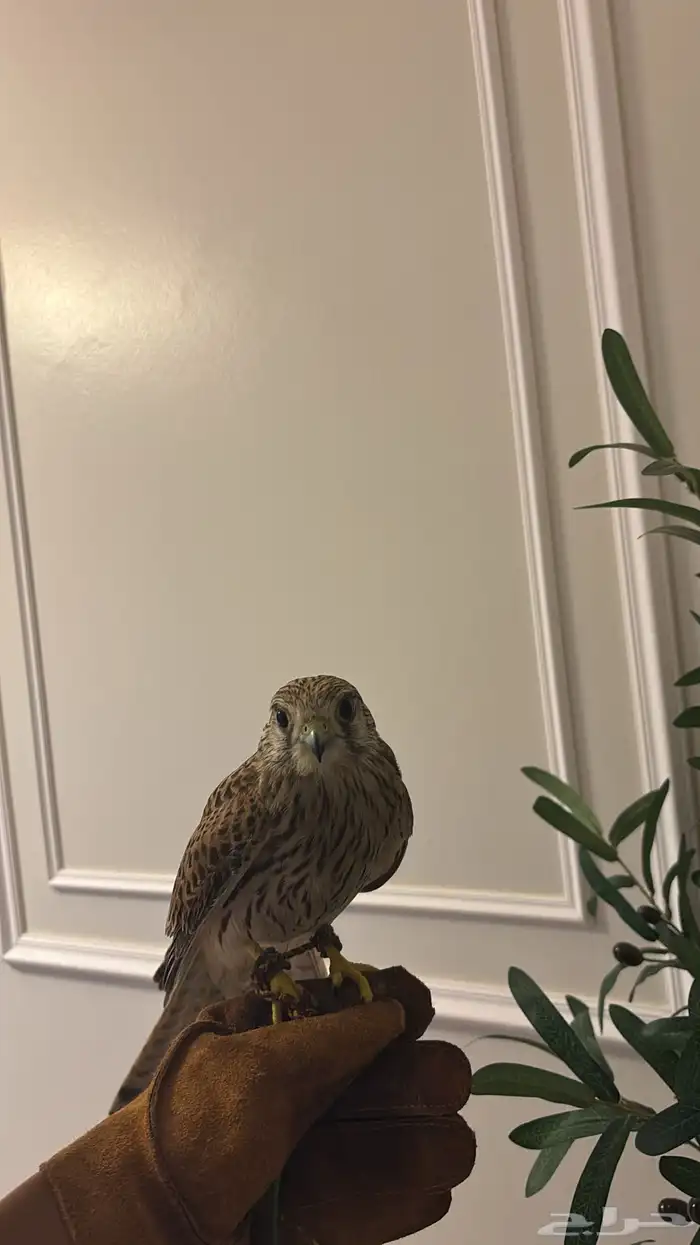 بأشق شبوط للبيع 1