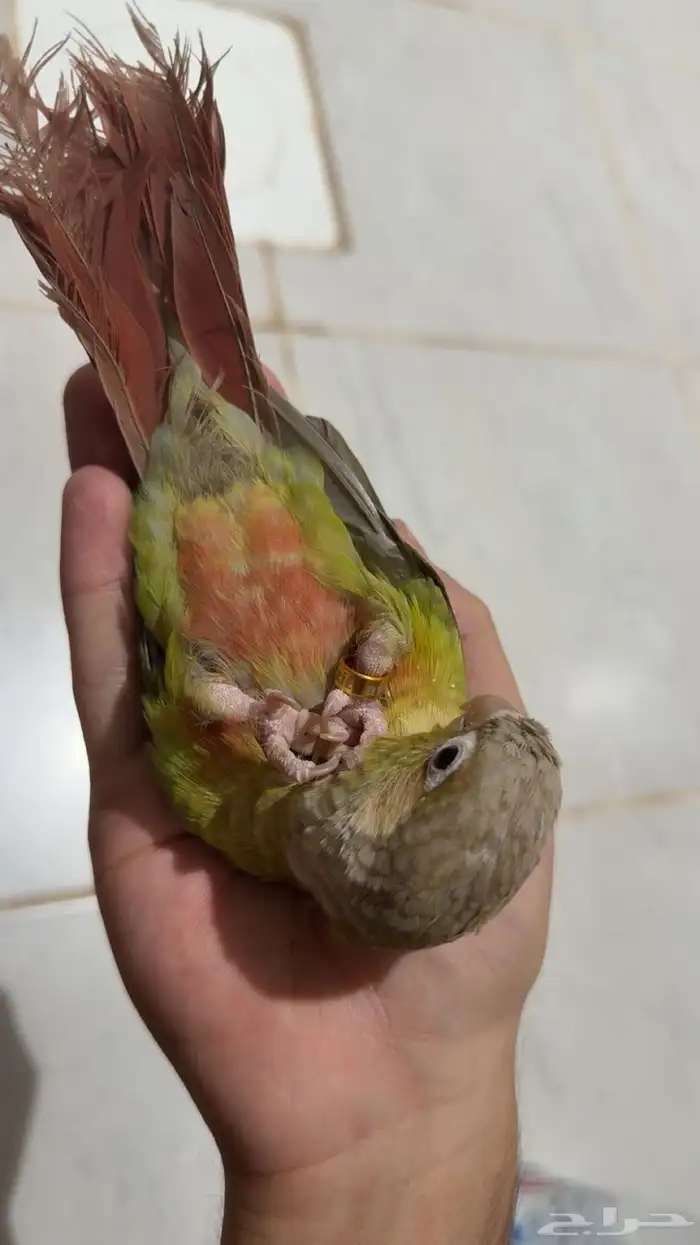 كنيور اناناس 0