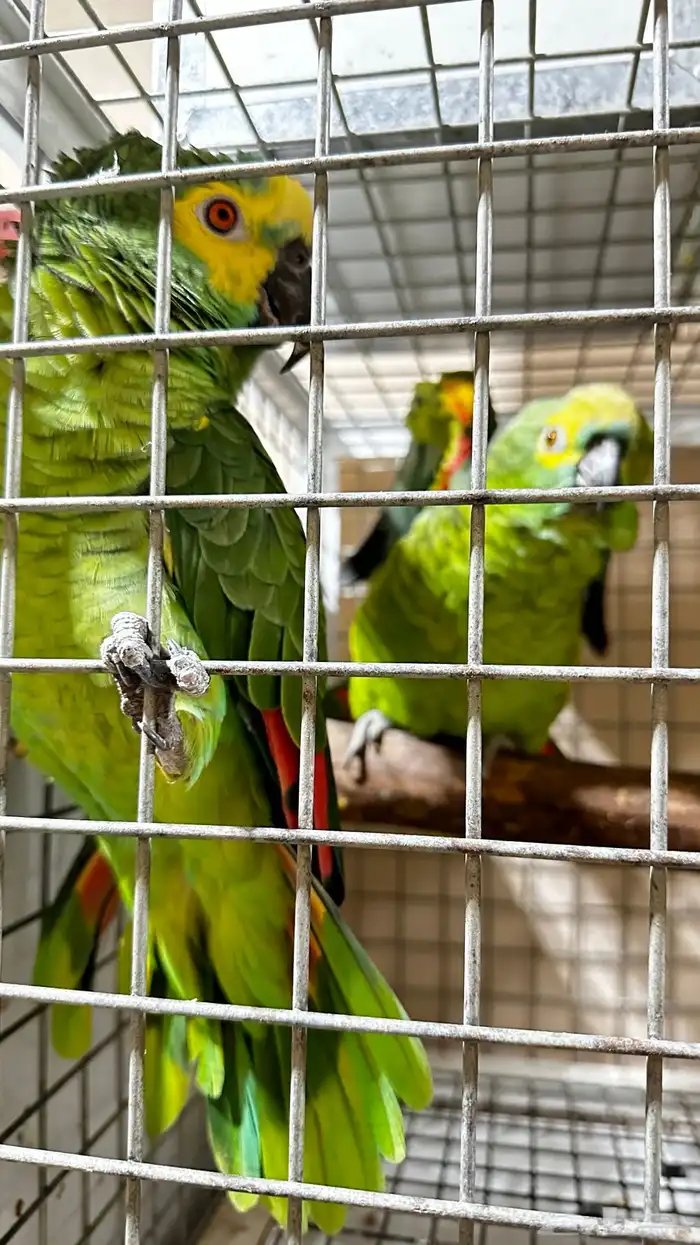 تم البيع زوج امازوني 11