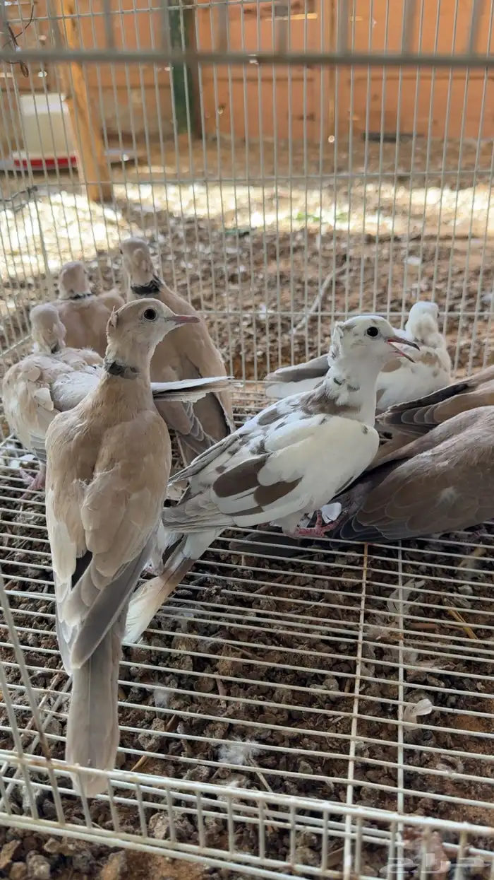 يمام يا كريم هولندي 1