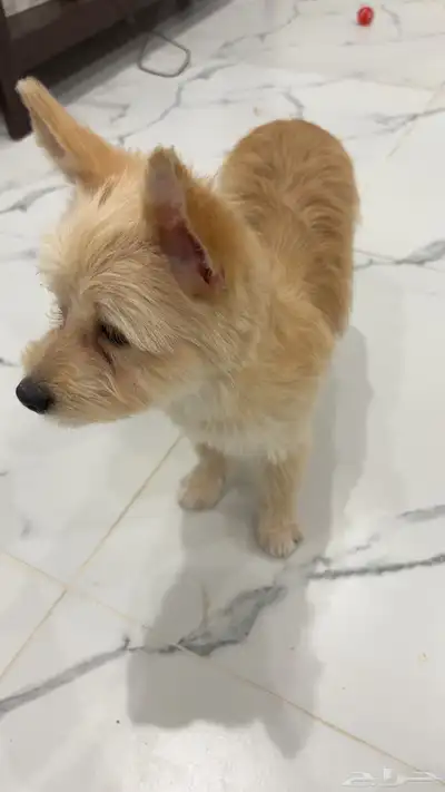 كلب للبيع index