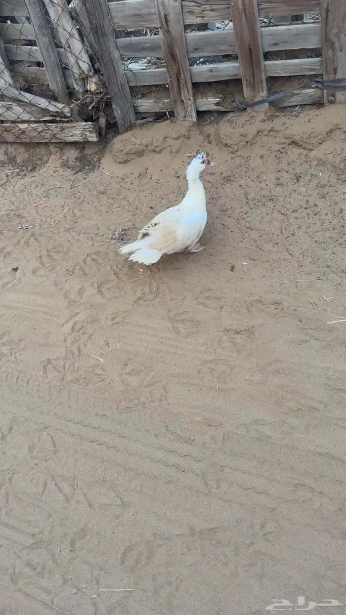 بط كيني وناثيه بلدي 6