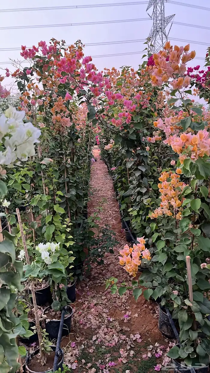 جهنمية اشجار زينه وشوكيه 4