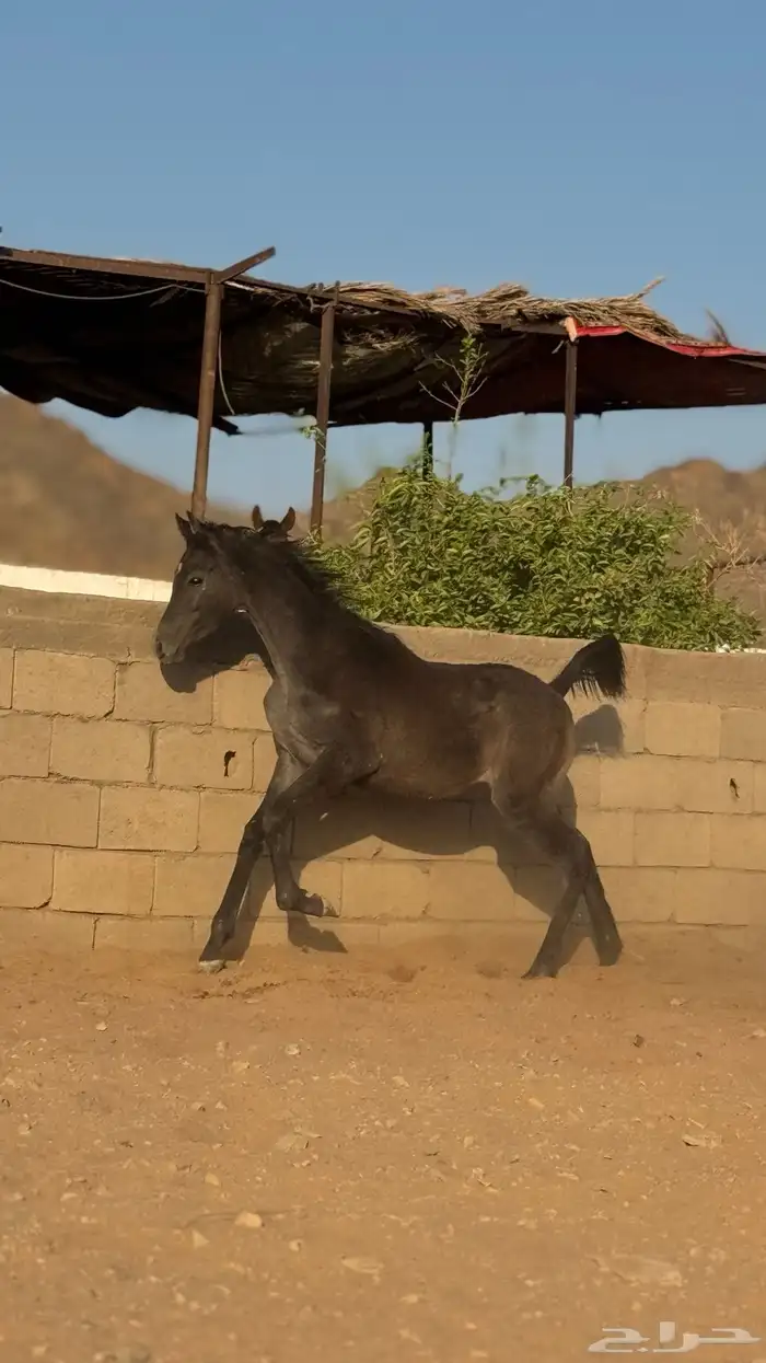 فرس واهو للبيع 5