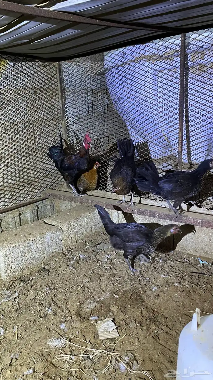 دجاج للبيع 10