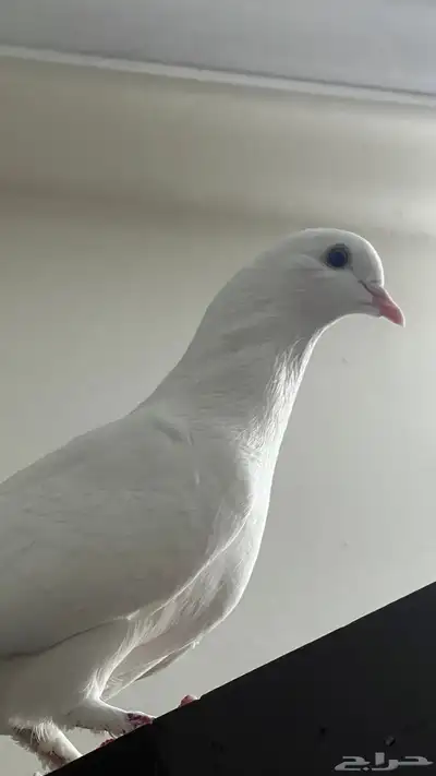 احتاج حمامه انثى 0