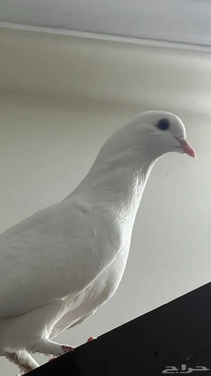 احتاج حمامه ذكر 0