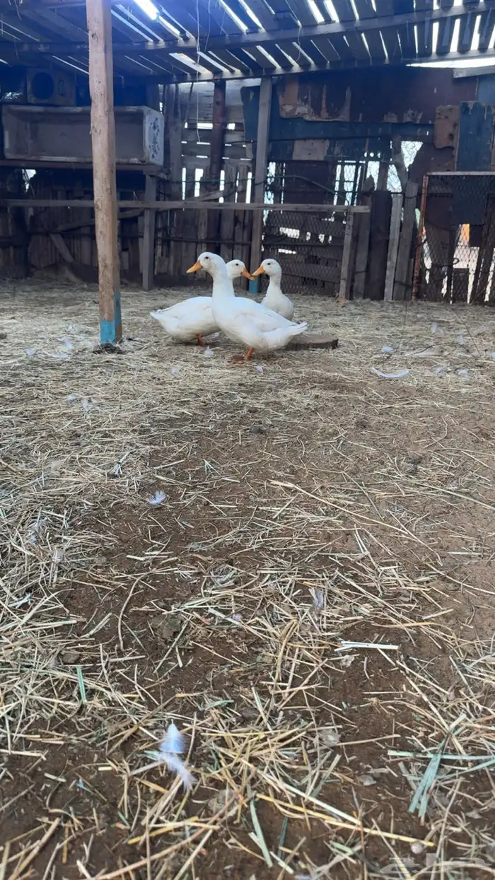 بط كيني وناثيه بلدي 0