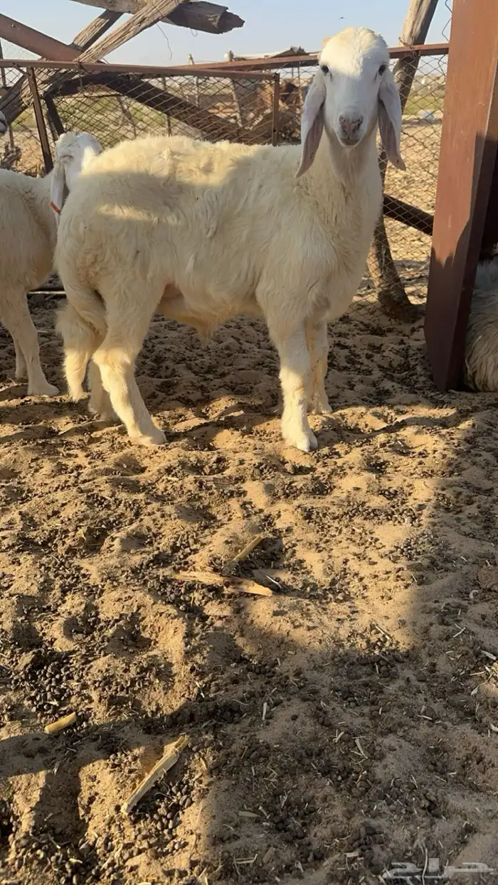 ذبايح حريه 0