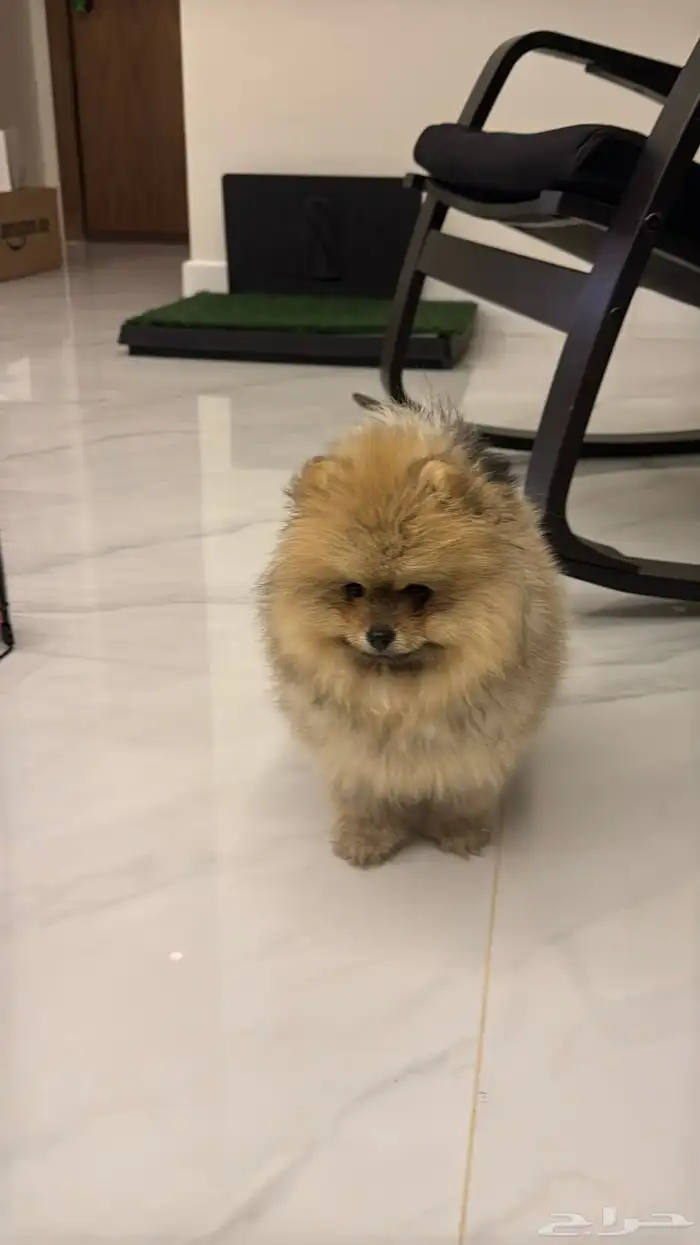 Pomeranian Puppy Teddy Face أنثى بومرينيان تيدي فيس 0