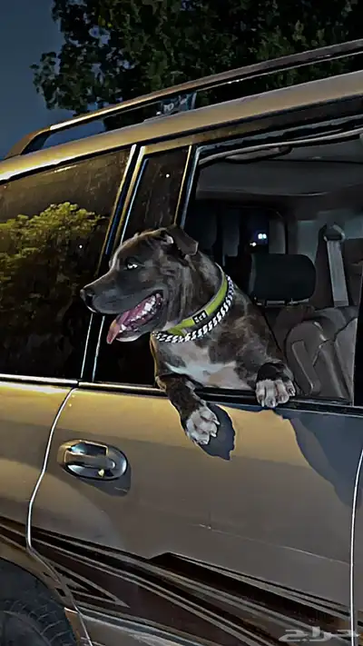 كلب بيتبول ريد نوز 6 شهور لعوب دم حار index