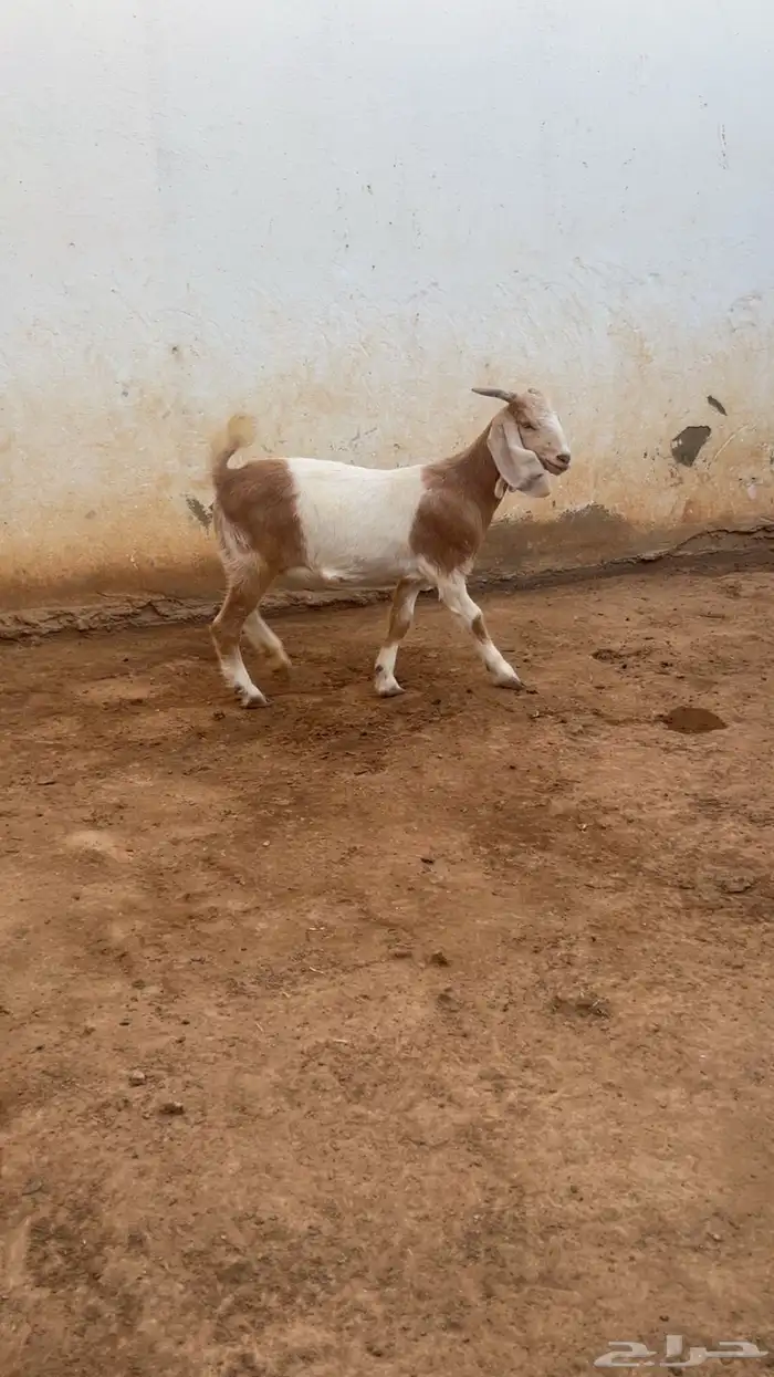 جفار ضرايب منوة للقاني 0