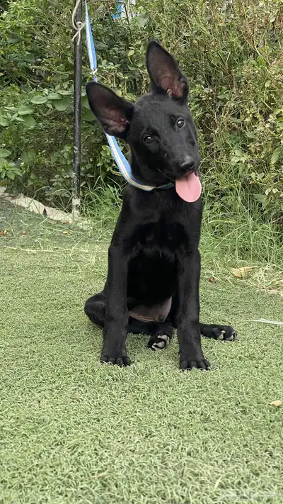 كلاب مالينو دارك index