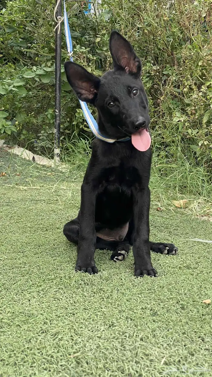 كلاب مالينو دارك 2