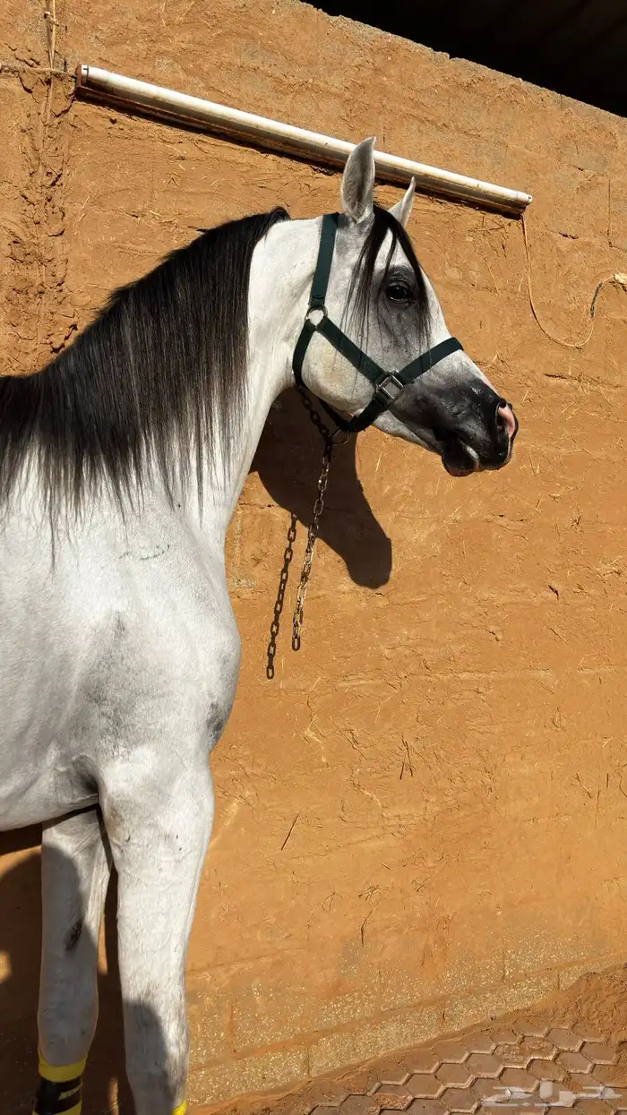 فحل متاح التشبيه 0