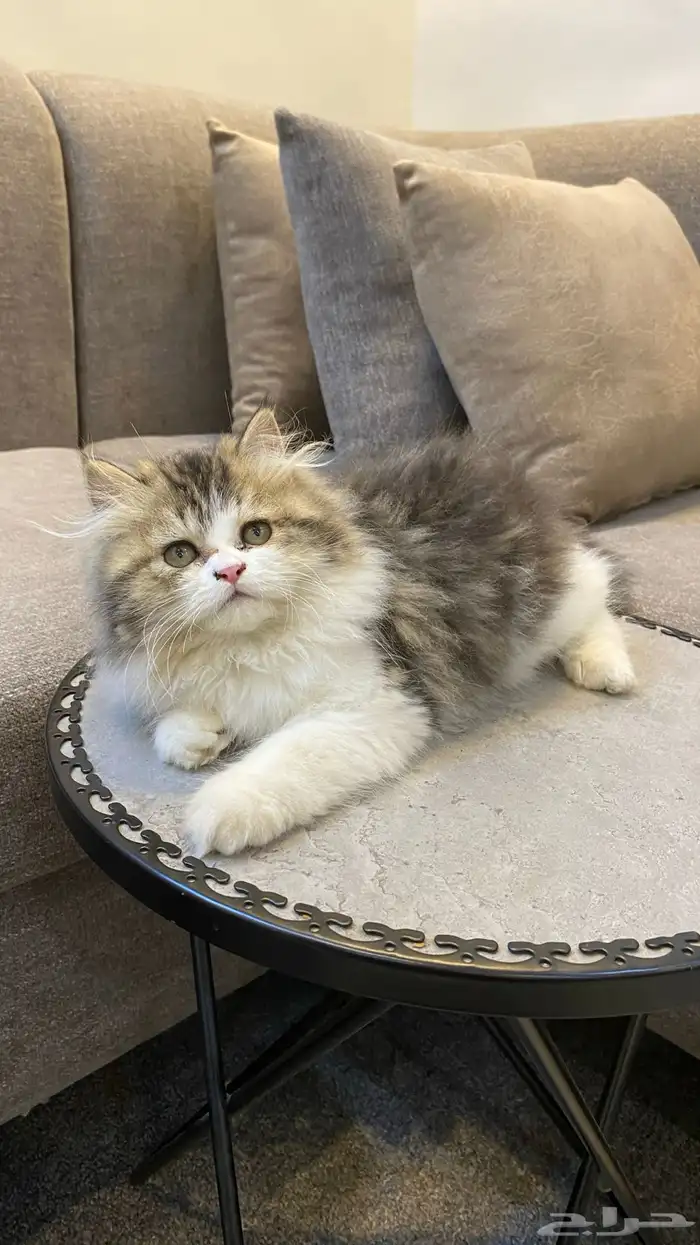 قط نوعه هملايا النوع ذكر العمر شهرين 2
