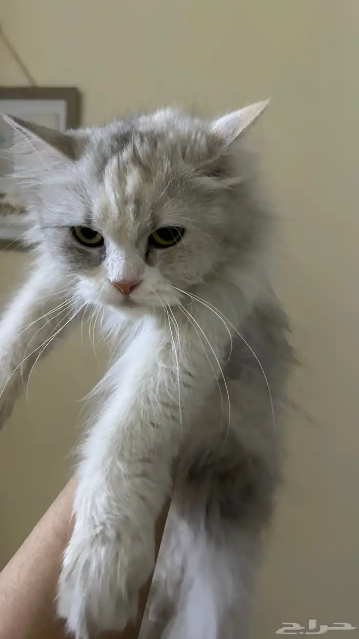 قطه ضايعه او هاربه او رامينها 3