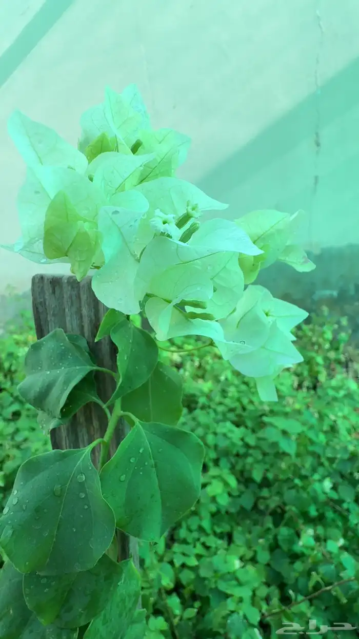 شتلات للبيع 4