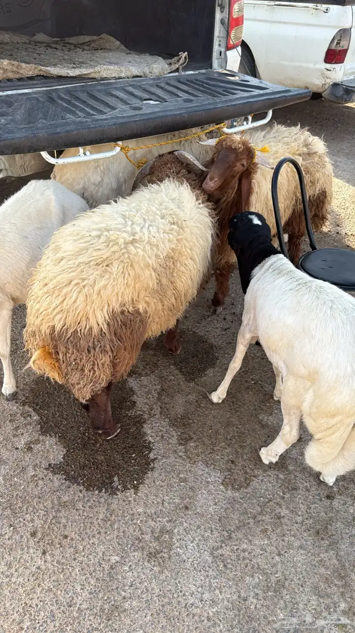 ذبايح ابو سعود مشروطة من كل شي 1