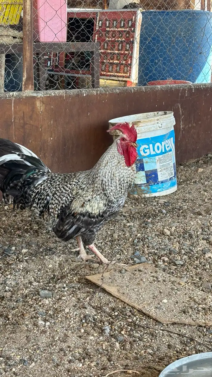 ديك فاخر للبيع 0