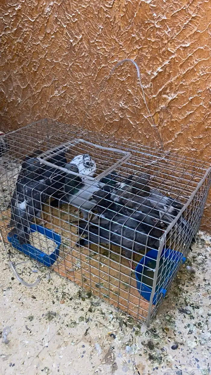 حمام سوادي علف للصقور 1