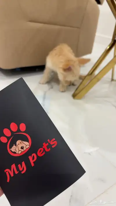 كلب للبيع index