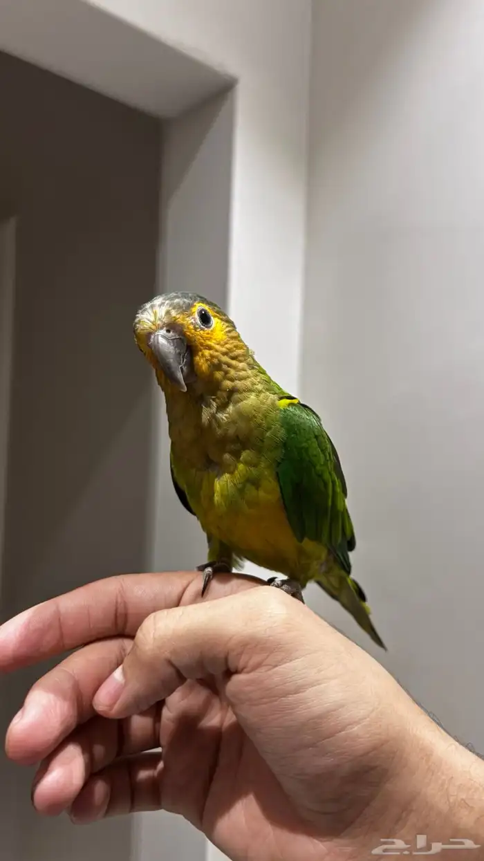 كنيور براون ثروتد 0