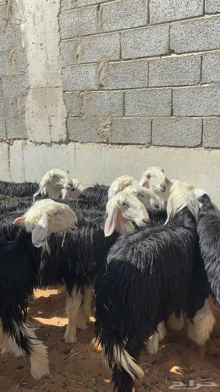 رخال نجد مقاني حلوه ب 1350 20