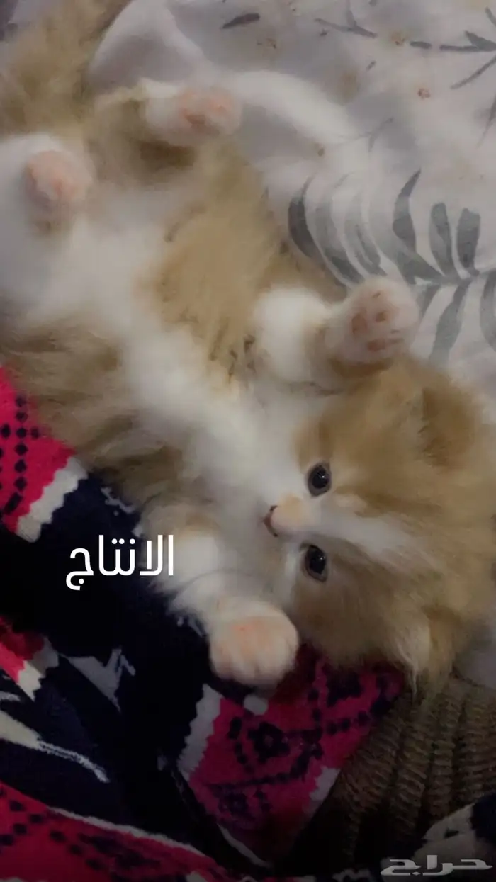 قط شيرازي جميل 2