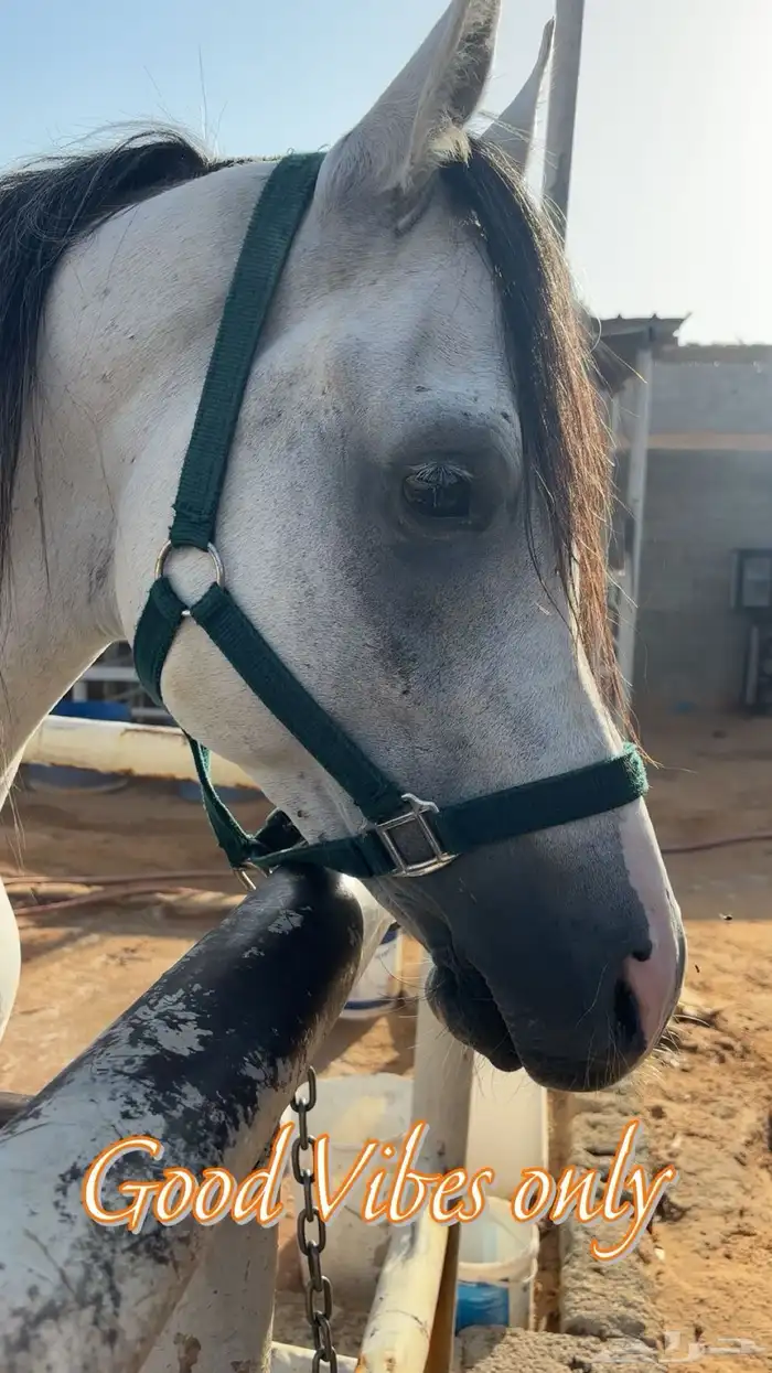 فحل متاح التشبيه 3